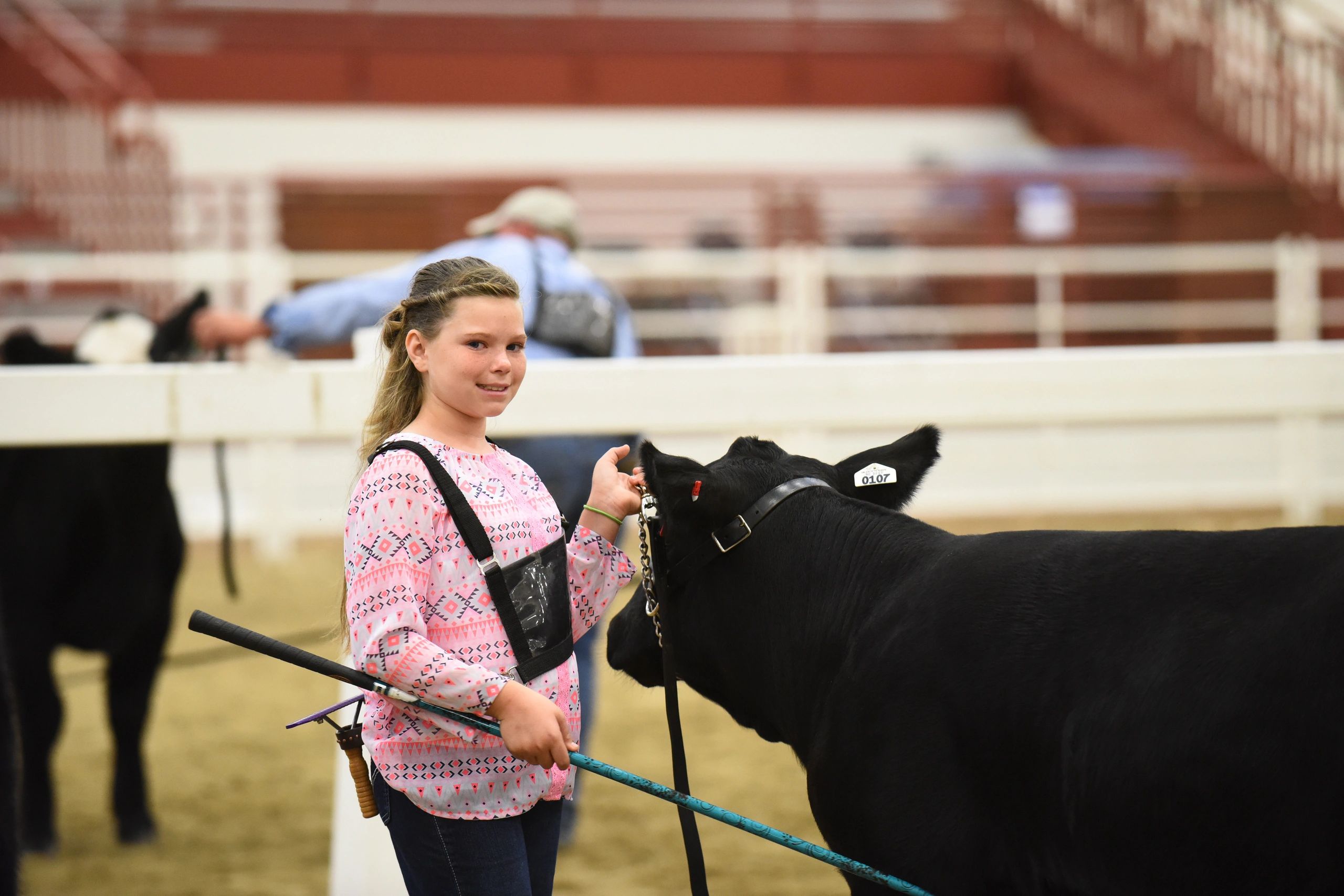 Girl leading black cattle at livestock show