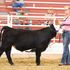 Livestock show black cow exhibition