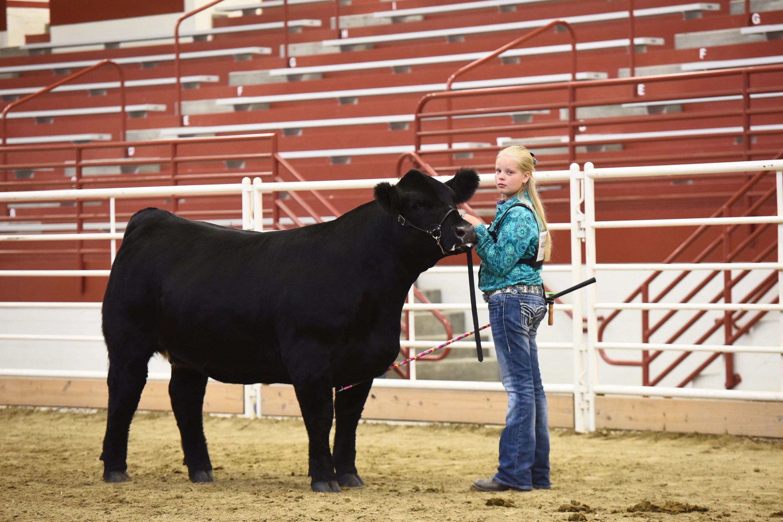 Young girl leading black steer at county fair