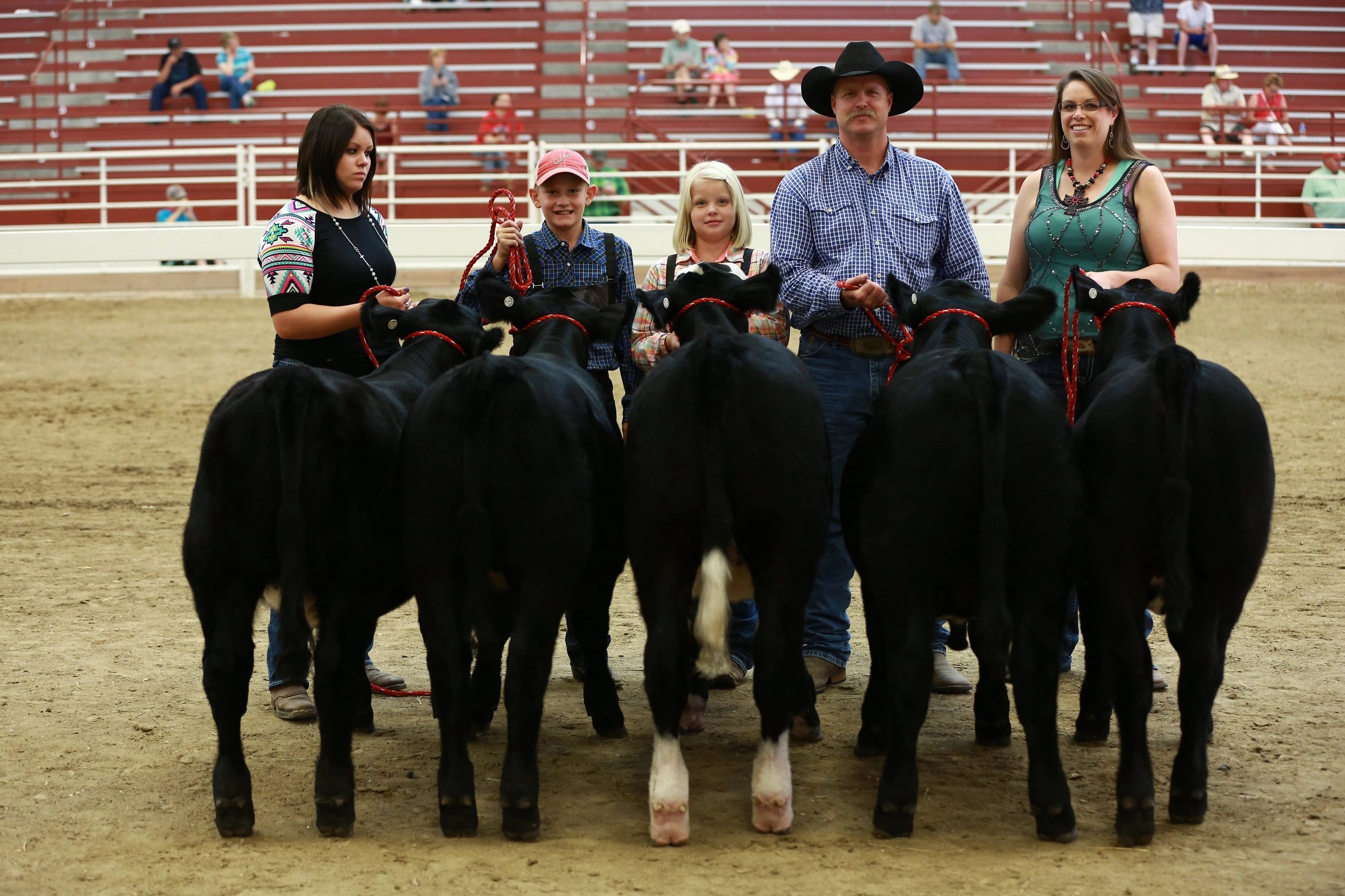 Family showing cattle at rodeo arena
