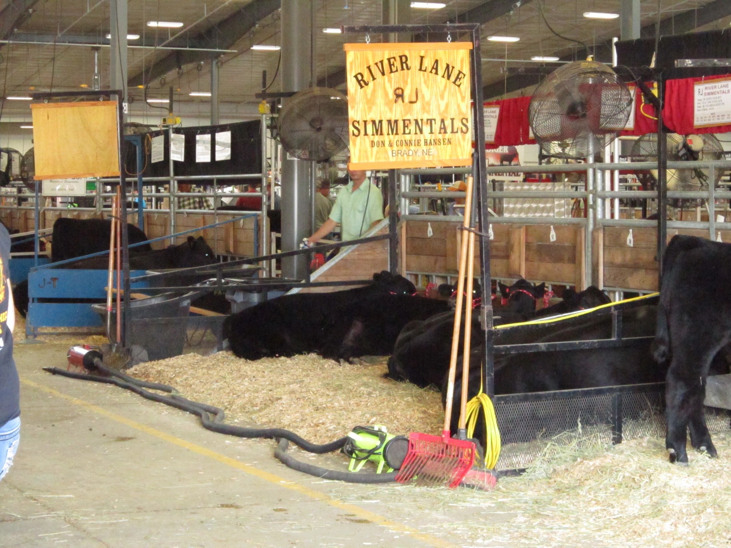 Cattle pens at indoor arena livestock show