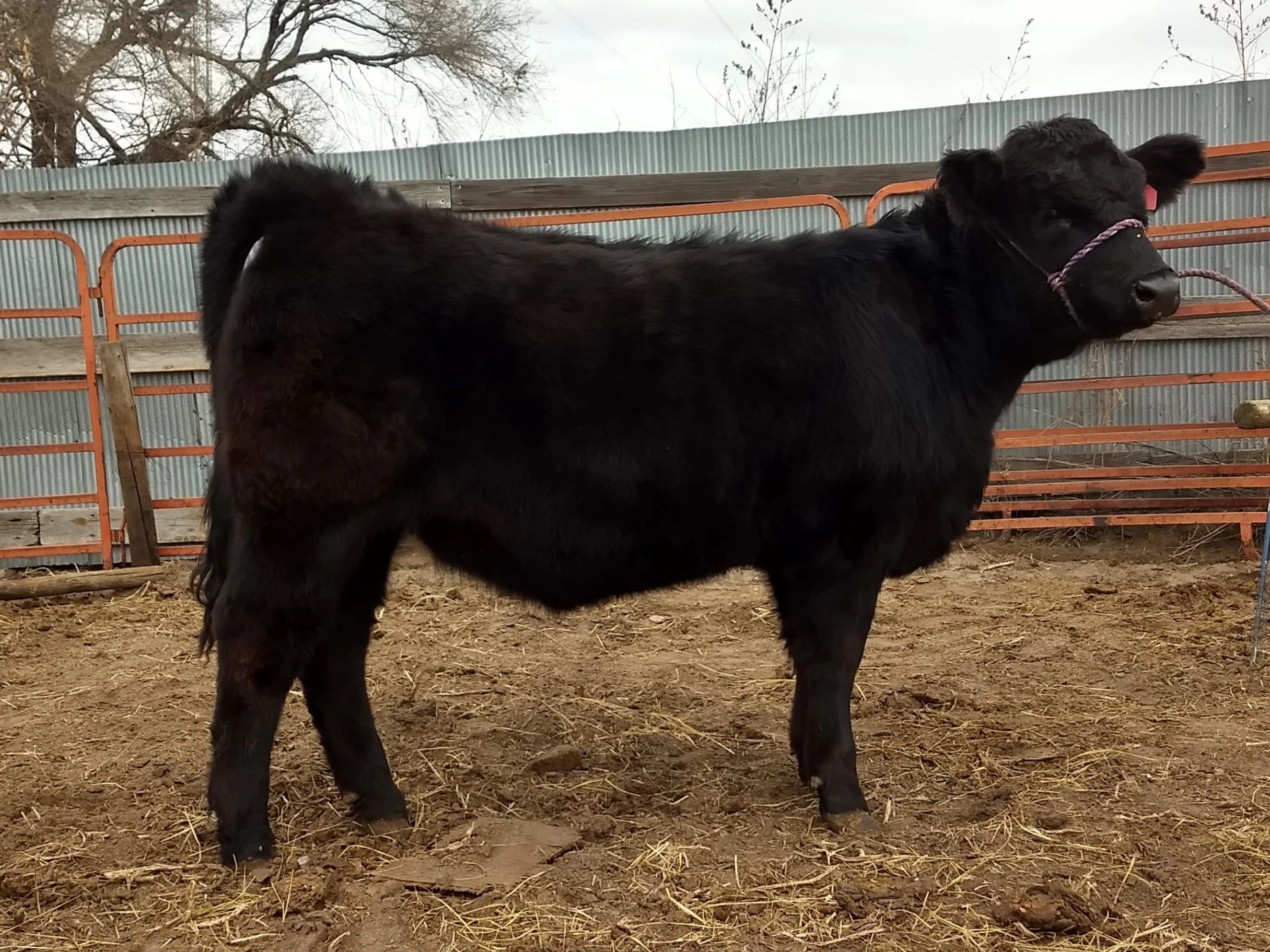 Black cow with halter at farm pen