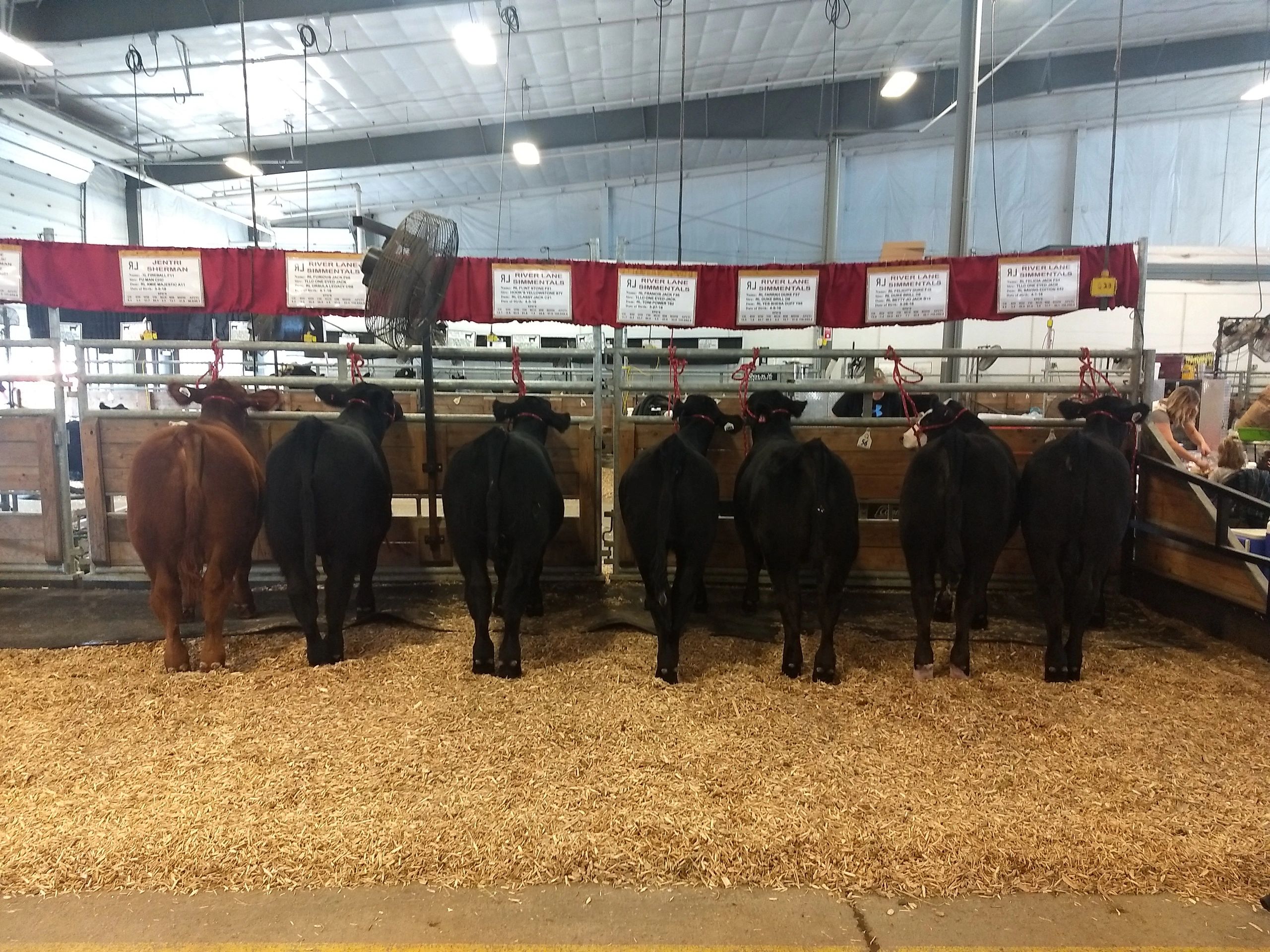 Indoor livestock show with cattle and red banners